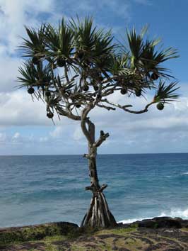 Pandanus utilis, vacoa, à Saint Philippe, dans le sud sauvage de l'île de la Réunion