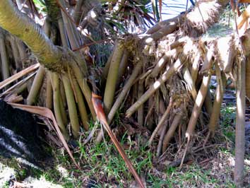 pandanus utilis, vacoa, &icirc;le de la r&eacute;union