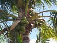 cocotier